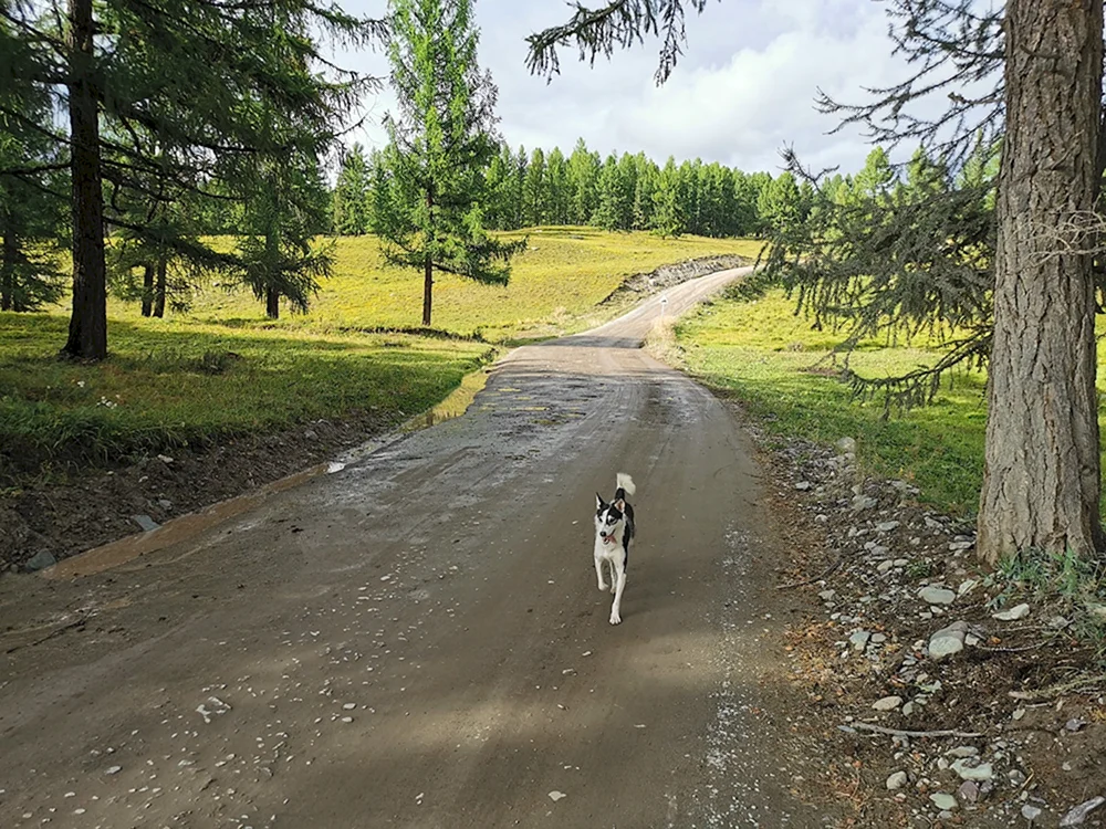 Altai-Hunderasse