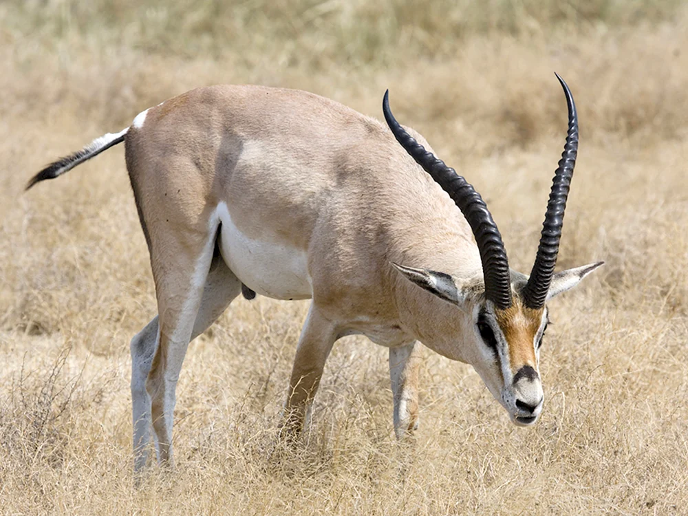 Tibetische Antilope Orongo
