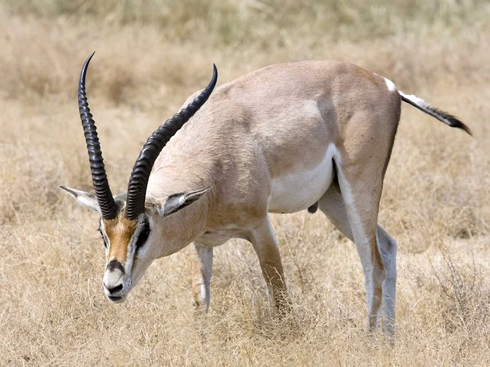 Antilopenimpala