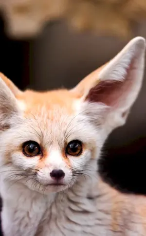 Sandfuchs feneq
