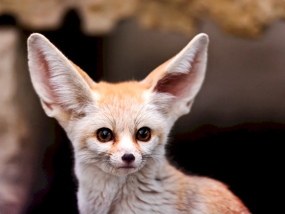 Sandfuchs feneq