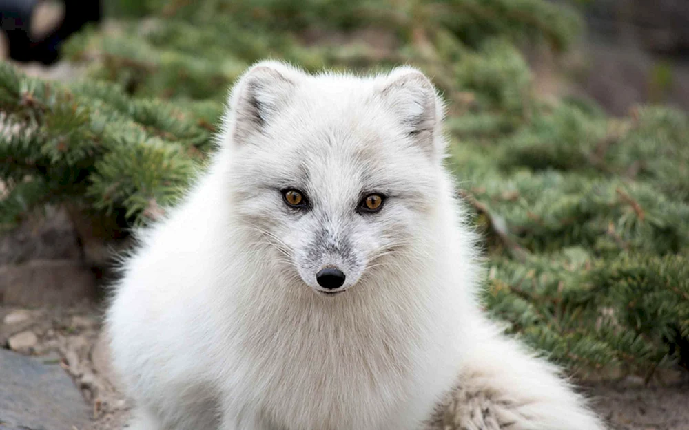 Polarfuchs