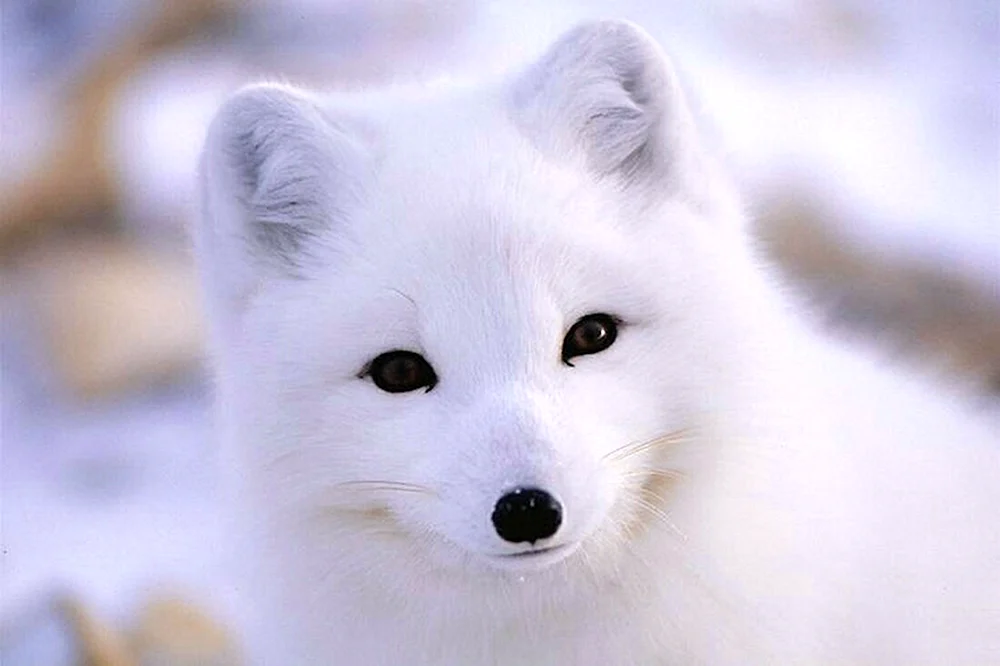 Polarfuchs. Polarfuchs Polarfuchs Polarfuchs Polarfuchs Polarfuchs Polarfuchs Polarfuchs Polarfuchs Polarfuchs Polarfuchs Polarfuchs Polarfuchs Polarfuchs Polarfuchs Polarfuchs Polarfuchs Polarfuchs Polarfuchs Polarfuchs Polarfuchs Polarfuchs Polarfuchs Polarfuchs Polarfuchs Polarfuchs Polarfuchs Polarfuchs Mednowsky Blue Fox Mednowsky Blue Fox Polarfuchs Polarfuchs