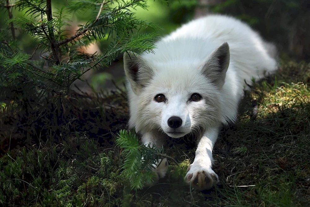 Pesetz albino