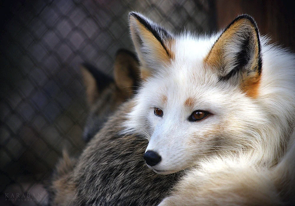 Polarfuchs