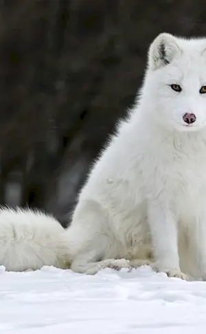 Polarfuchs