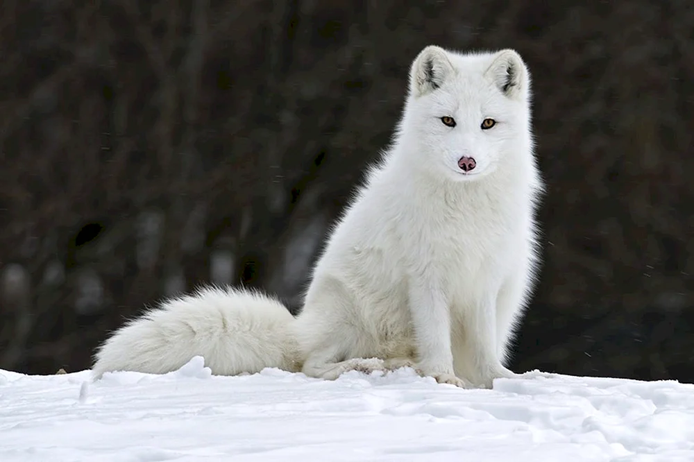 Polarfuchs