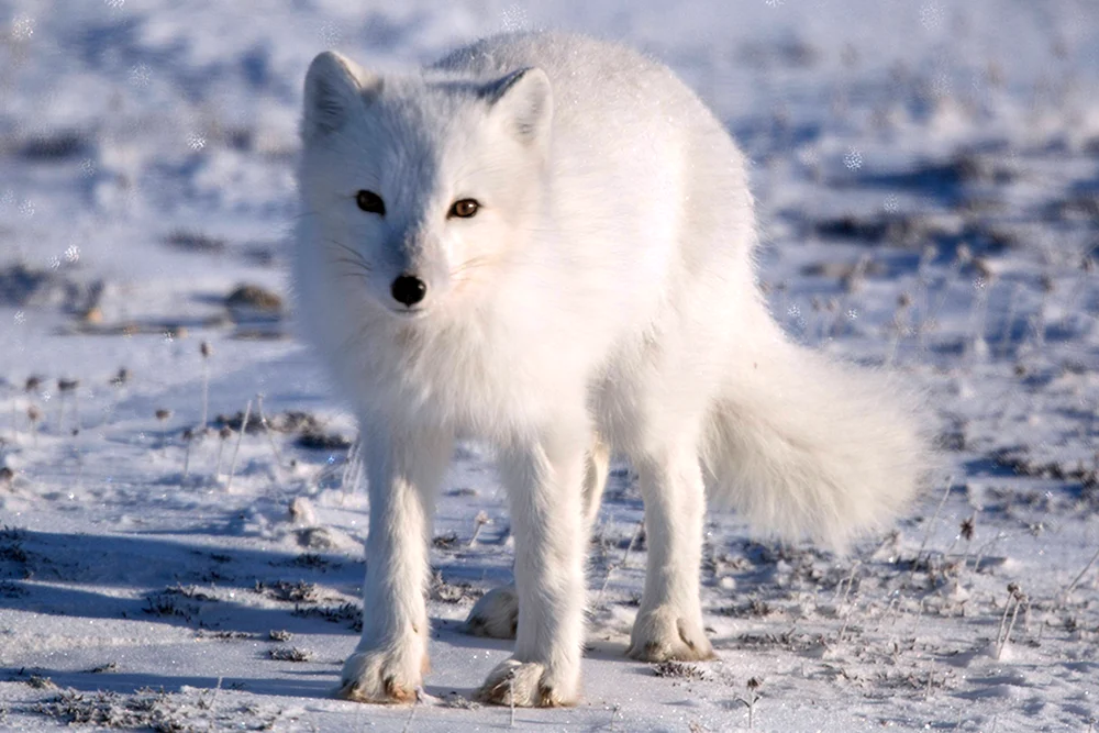 Polarfuchs