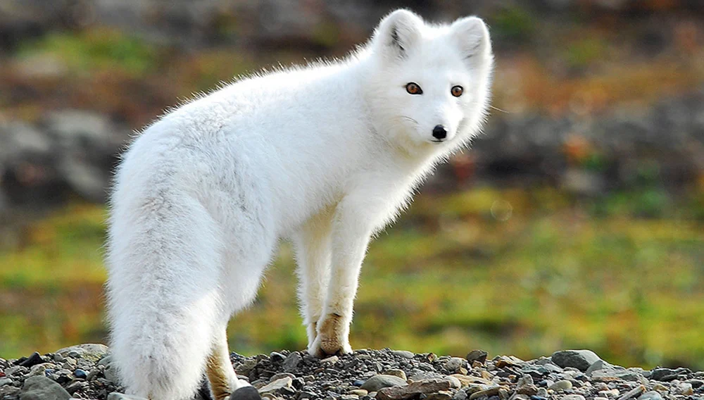 Polarfuchs Polarfuchs
