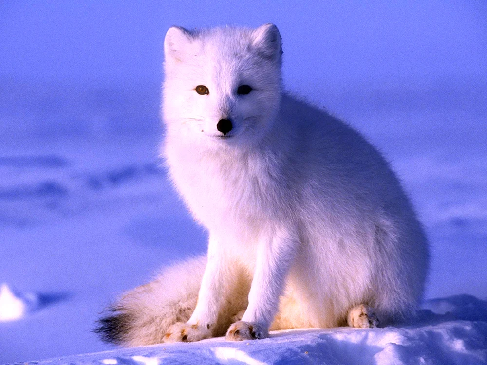 Polarfuchs