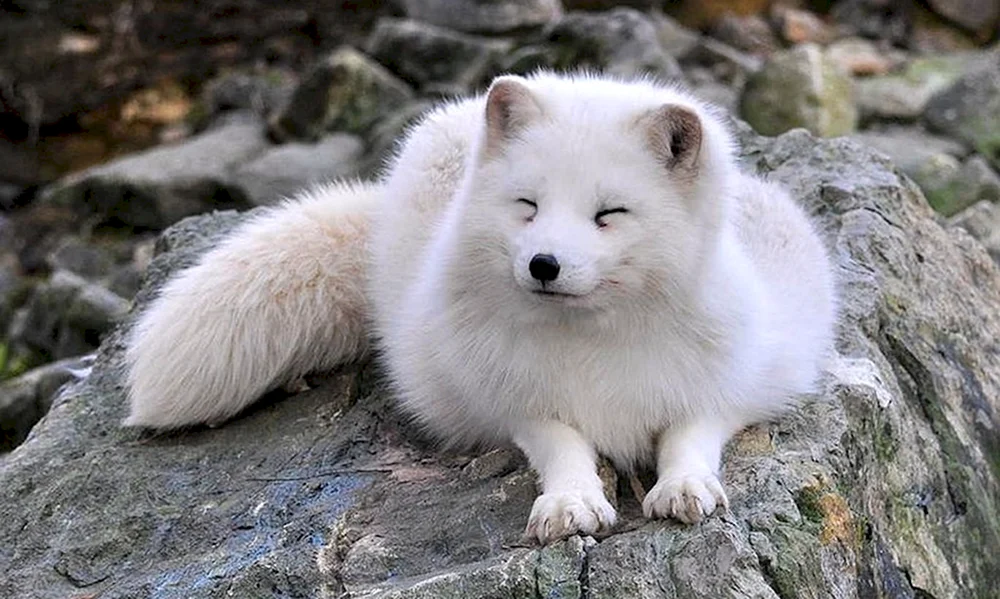 Polarfuchs