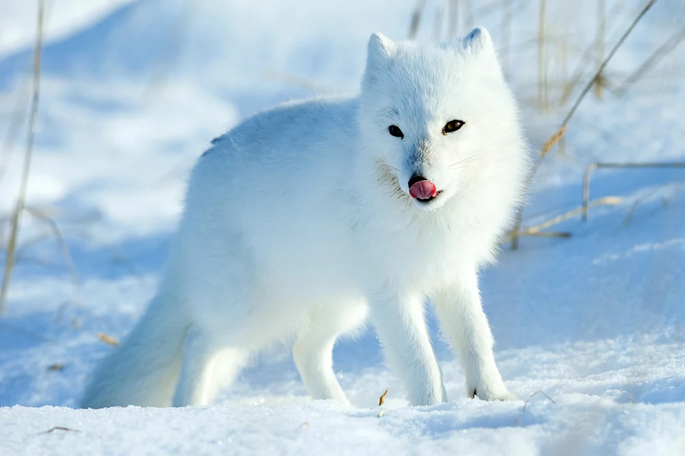 Polarfuchs