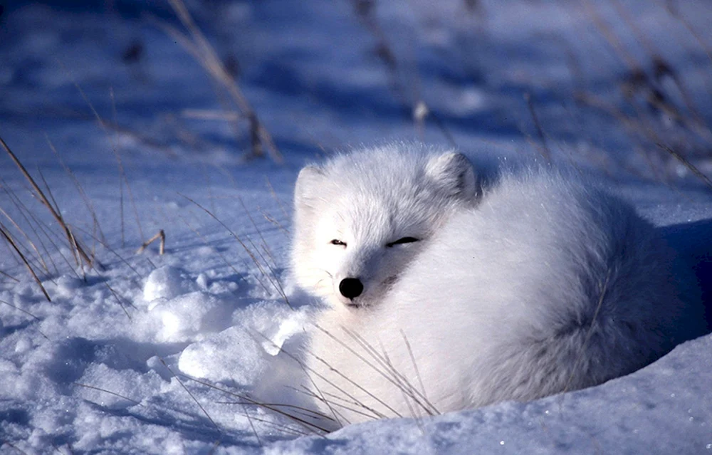Polarfuchs
