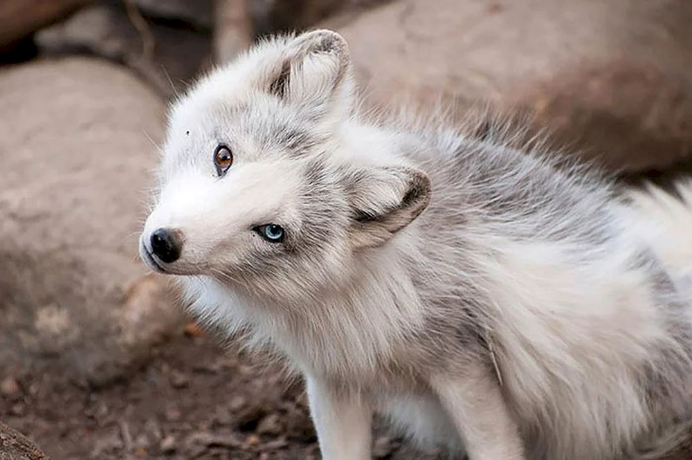 Mednowsky Fuchs