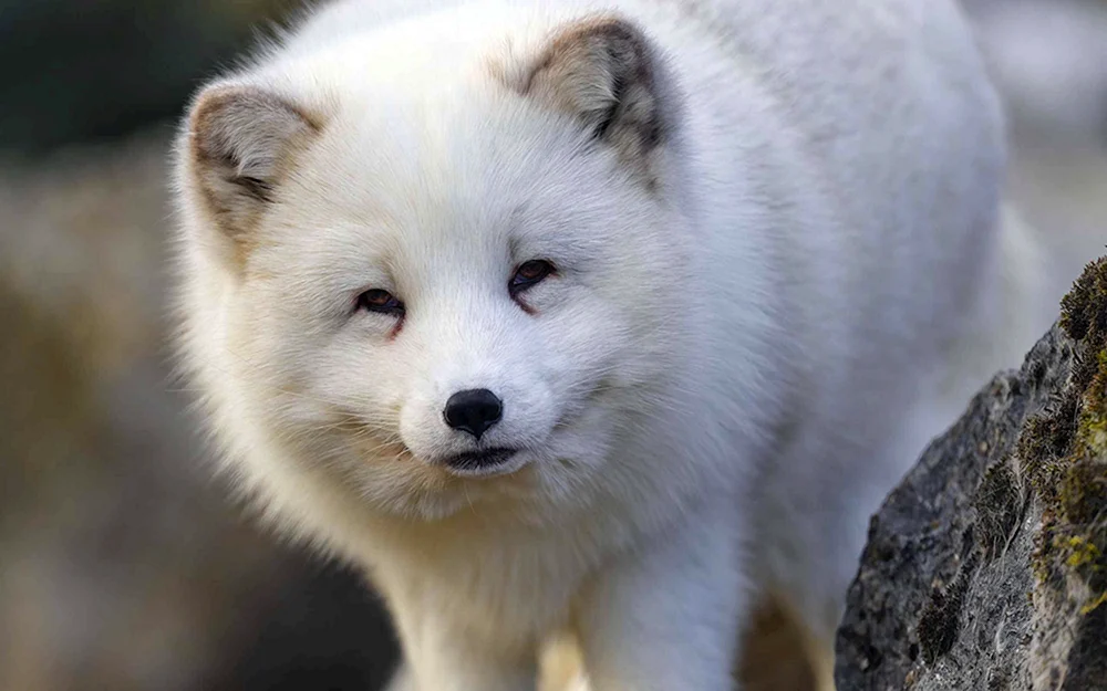 Taimyr Polarfuchs