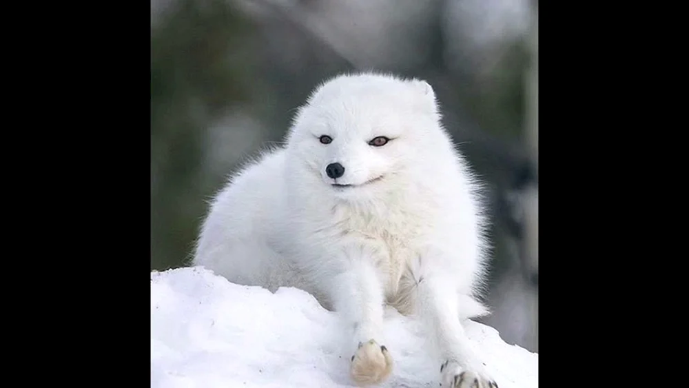 Polarfuchs