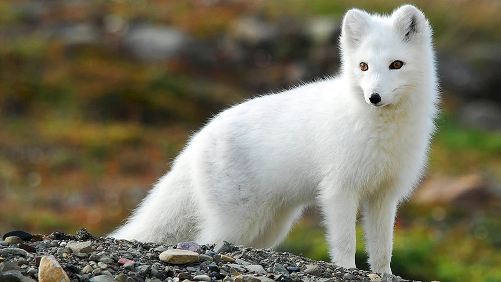 Tundra Polarkauz in der Tundra