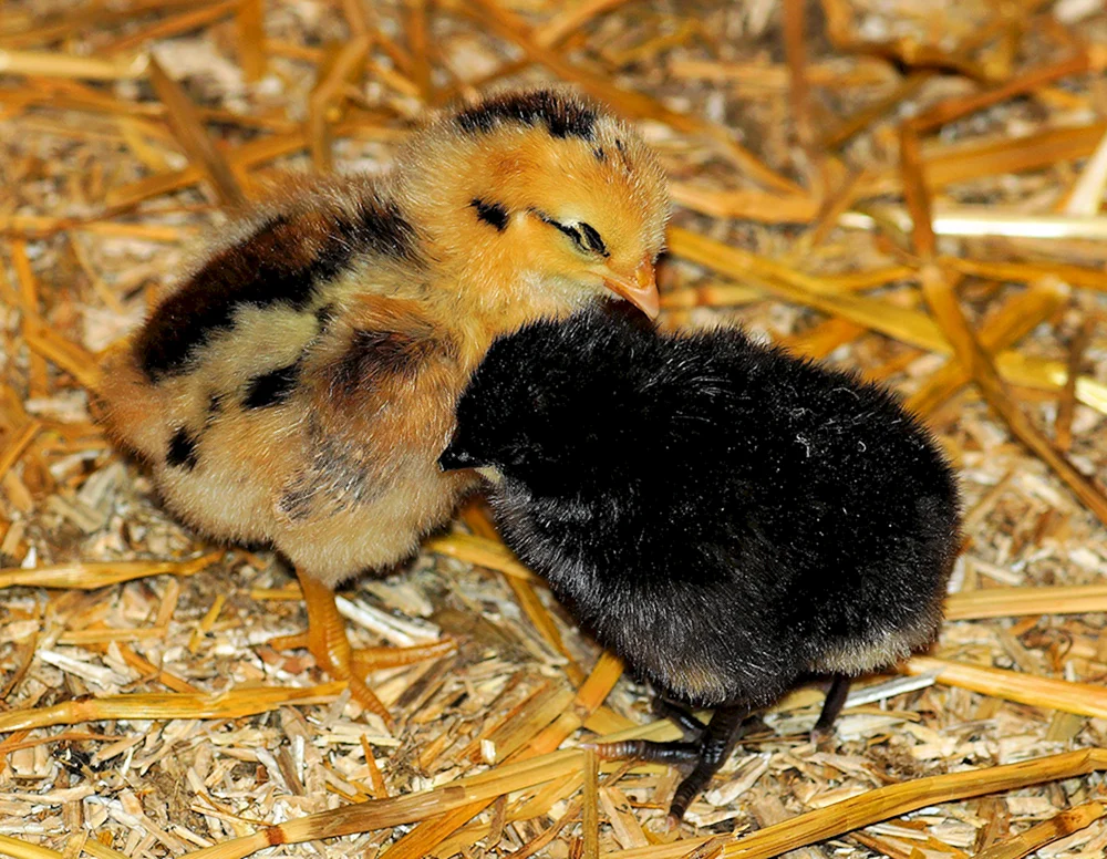 Australorp-Hühner Schwarzes Nesushka-Schwarzes Nesushka-Chinesisches Schwarzes Huhn Wuheyilui-Australorp-Hühner Galan-Hühner Maran-Schwarzes Kupferhühner Ayam Tsemani-Australorp Brama kohinghin Maran-Gelbes Huhn