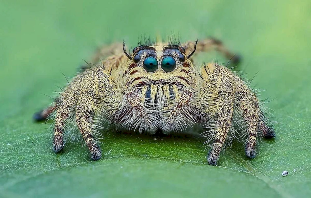 Kreuzschnabelspinne