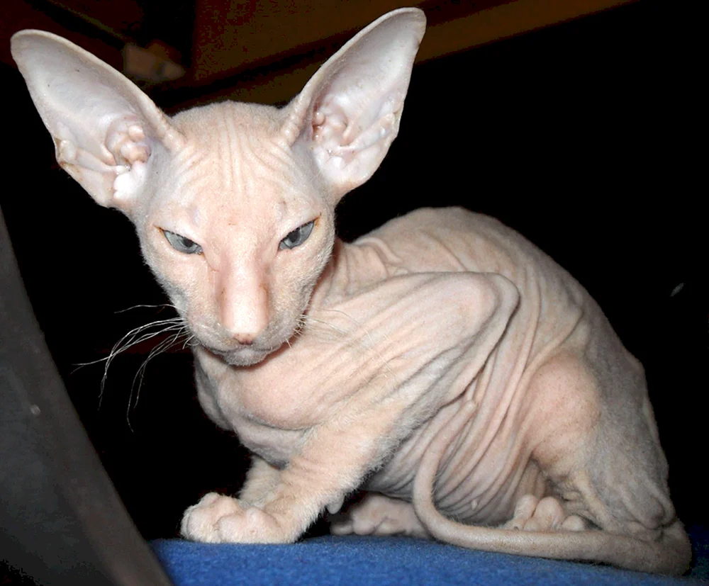 Don sphynx