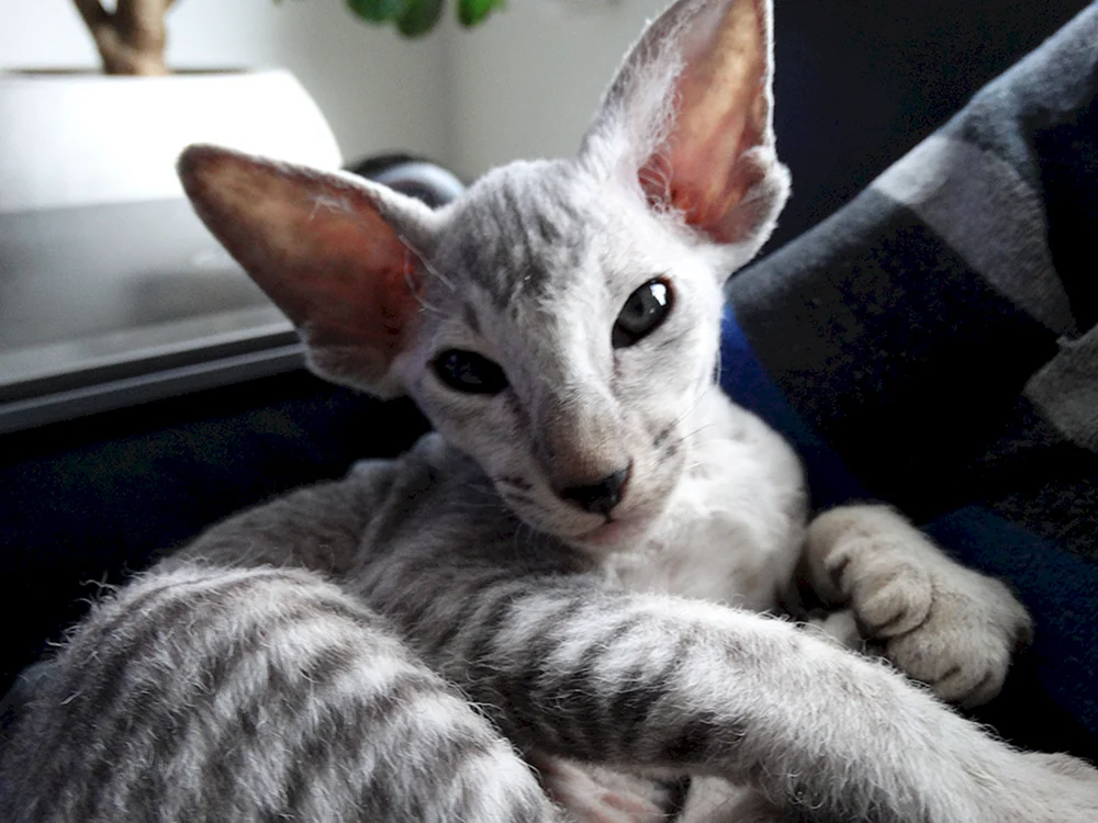 Peterbold Peterburg sphynx