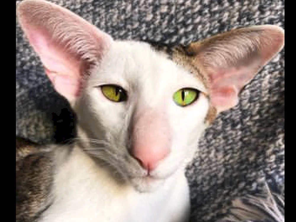 Orientalische Katze