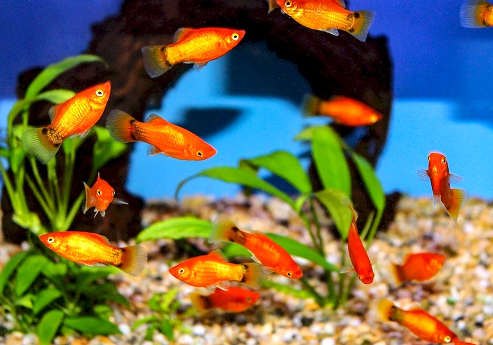 Pecilius Aquarienfisch