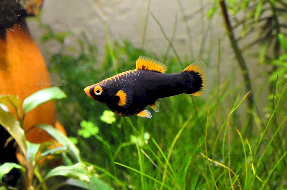 Schwarze Molly Molly Mollynesia