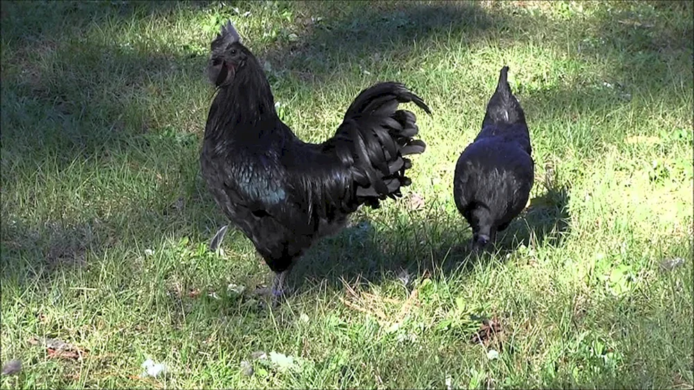 Australorp marmoriert
