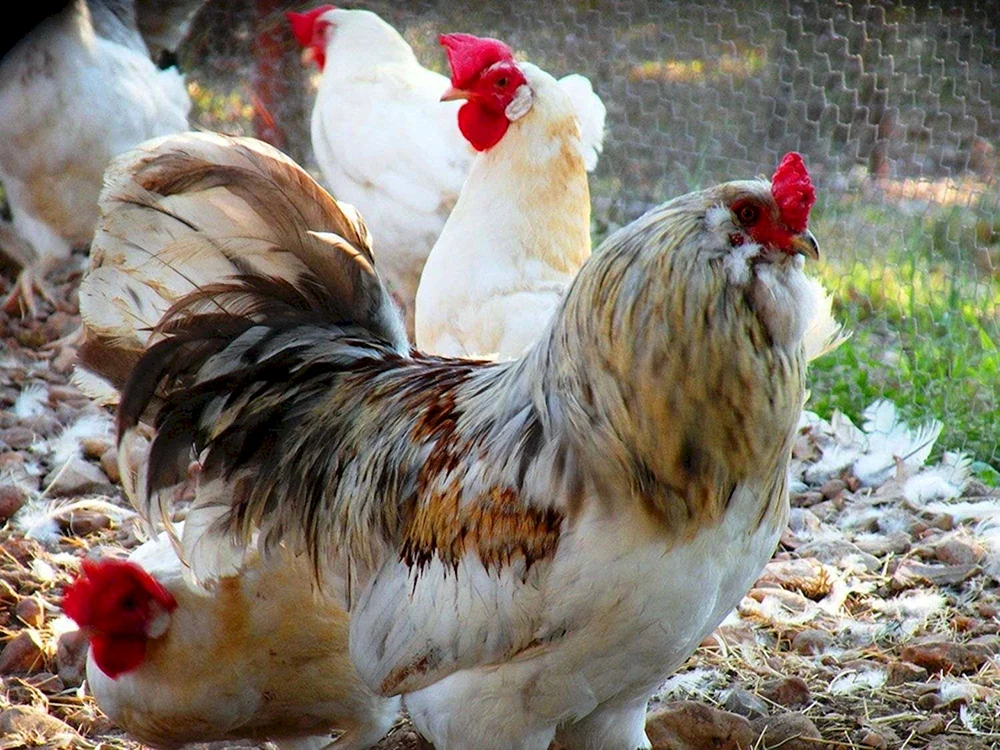 Ameraucana Hühner