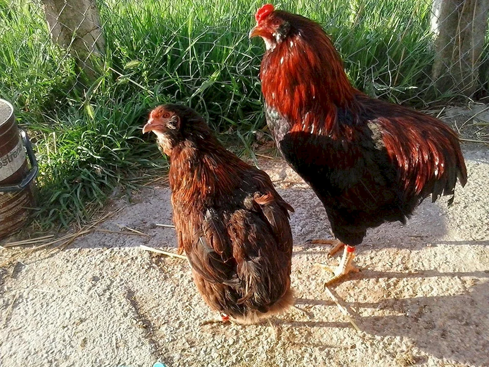 Ameraucana blau