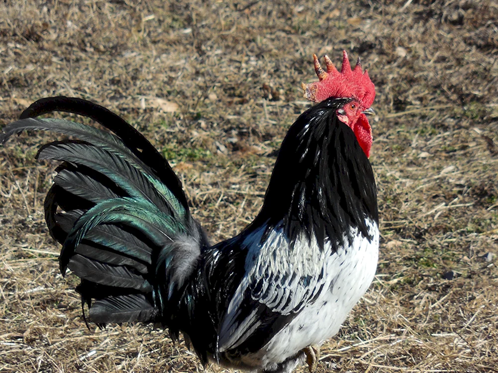 Australorp Hahn