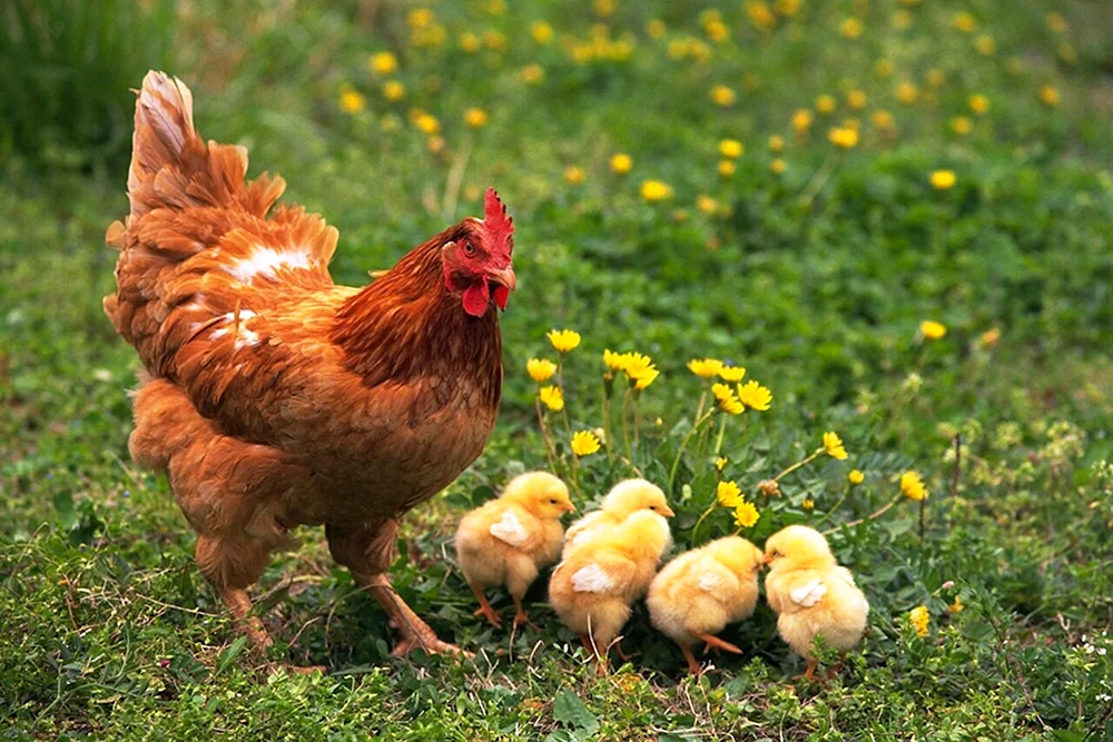 Fowl Numida meleagris
