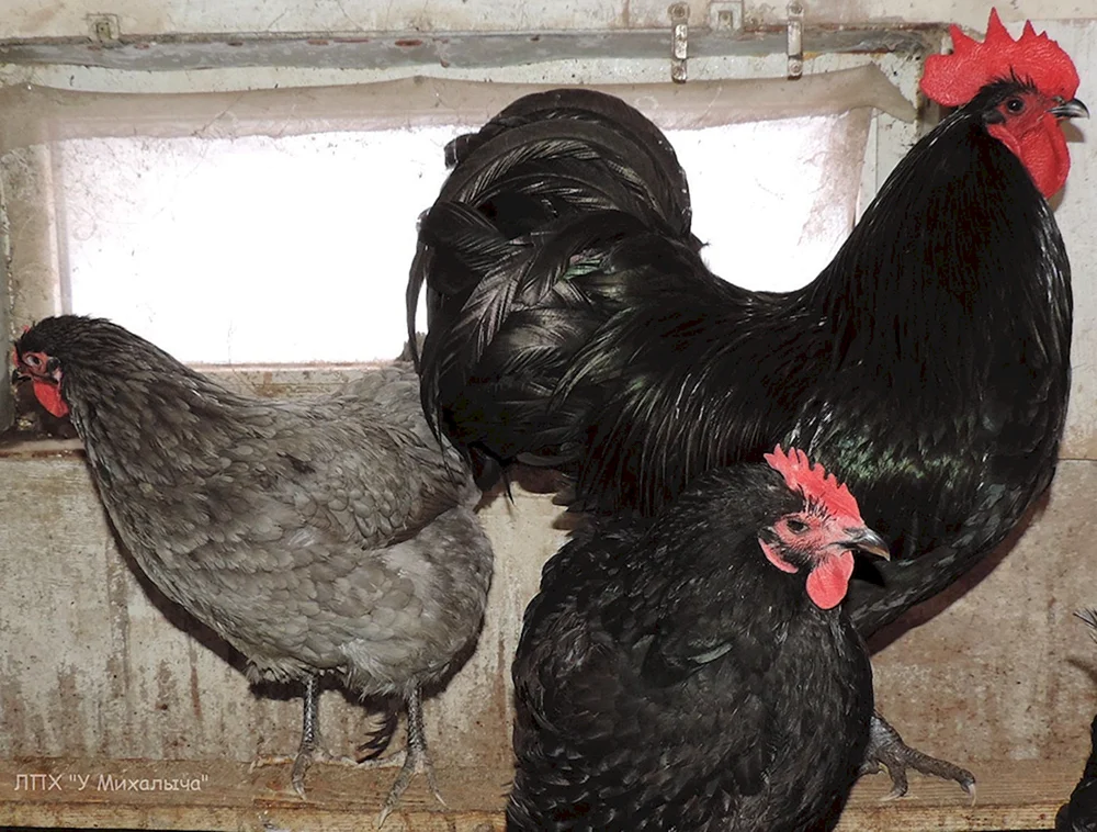 Leghorn