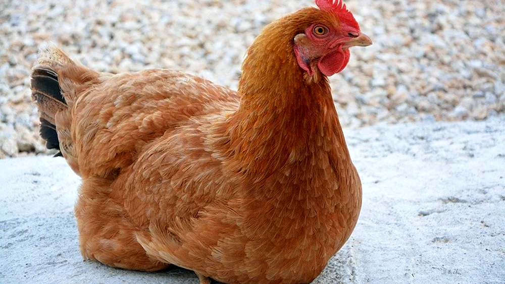 Lorraine, lockige Henne.