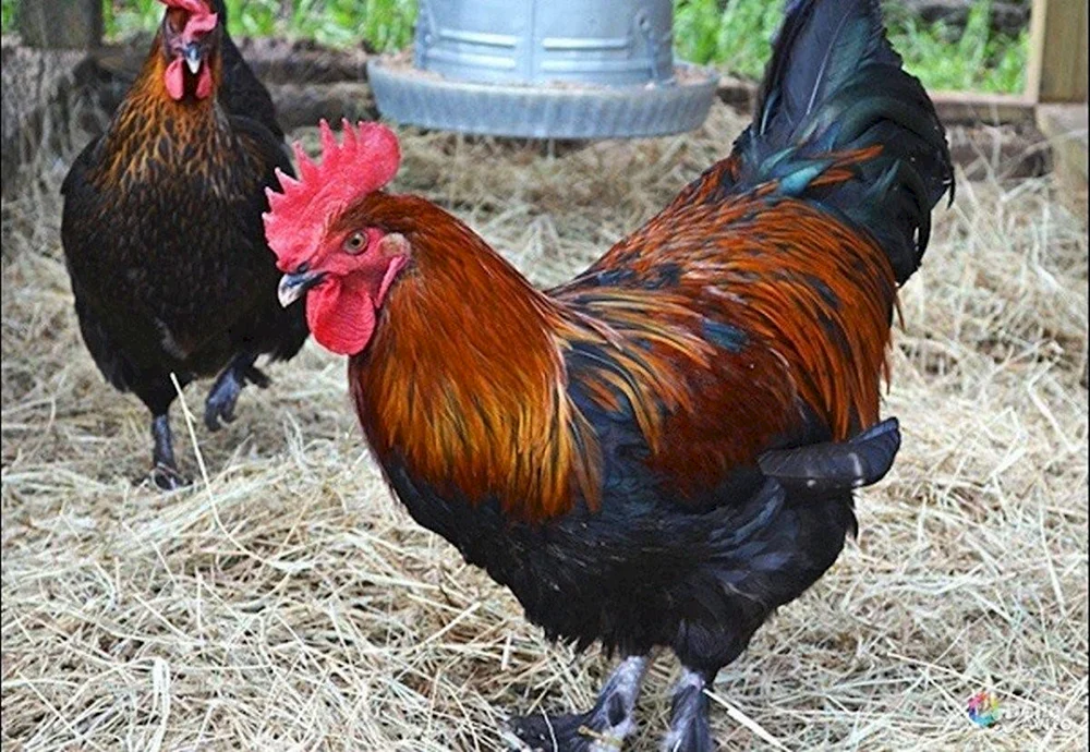 Ayam Tsemani Rasse