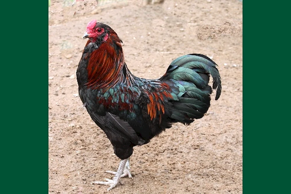 Ameraucana Hahn