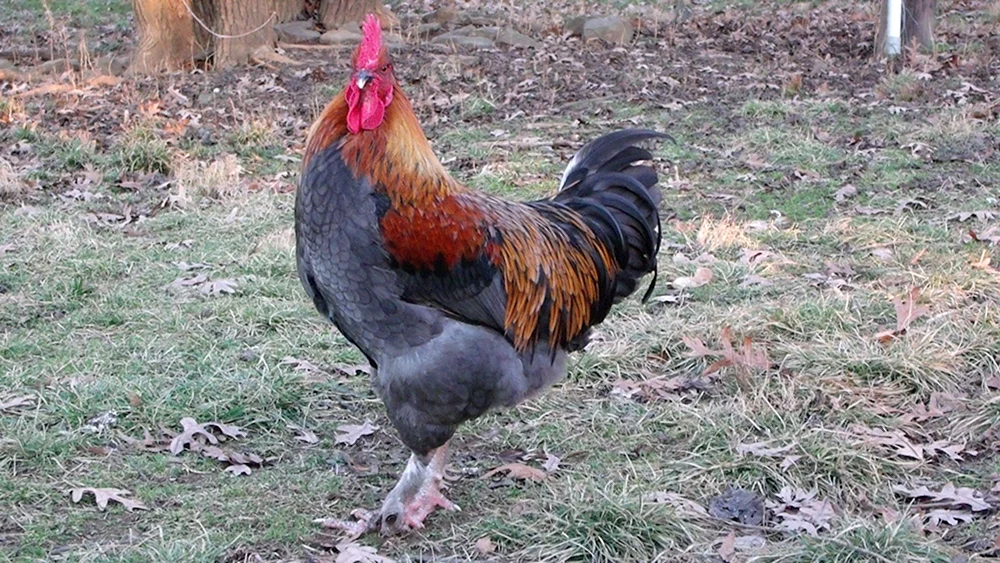 Maranhühner schwarz kupfer. Kupfer