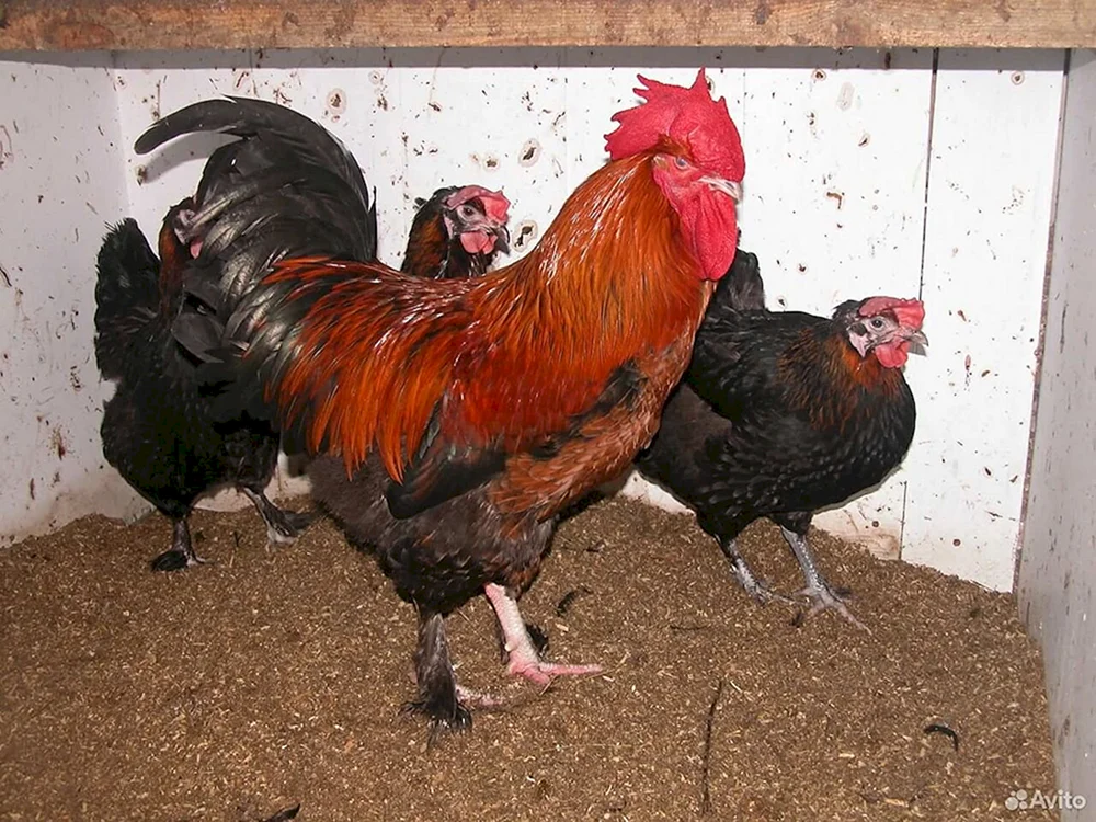 Maran Kuckuck Maran