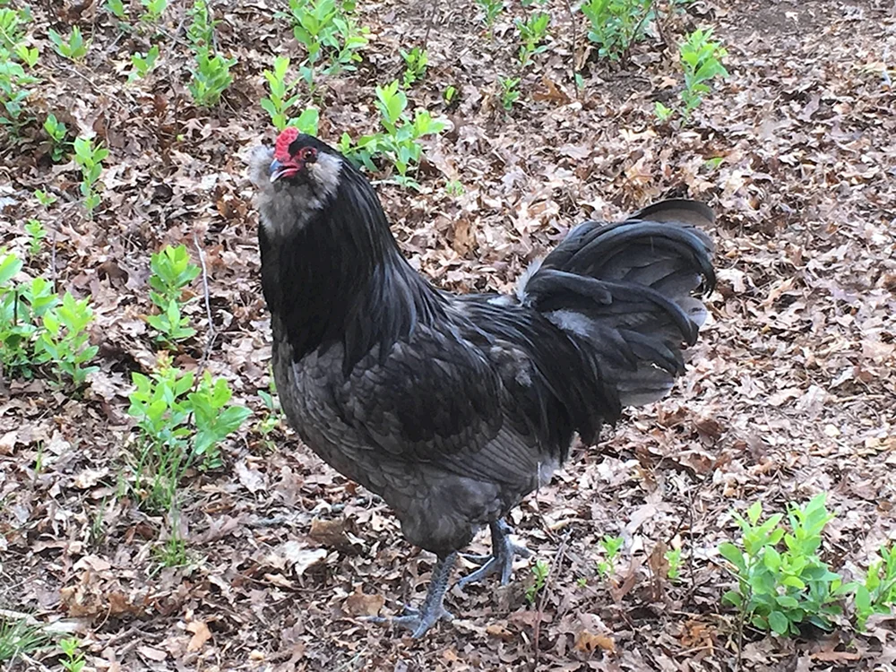 Maranaraucana Hahn