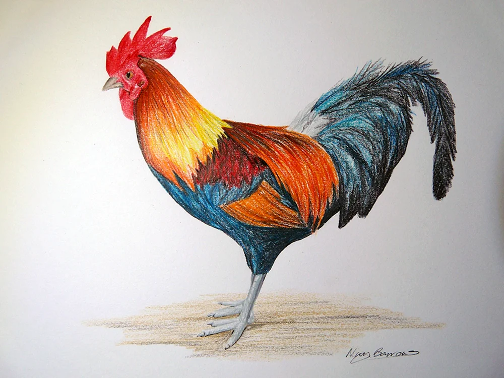 Goldener Hahn Kuprin Illustration