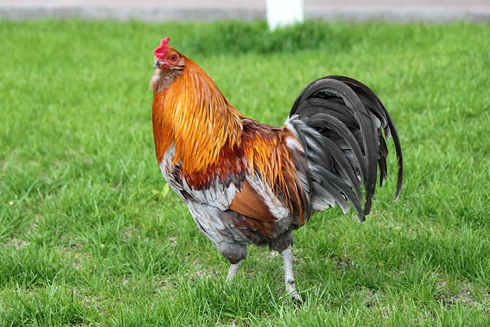 Ameraucana Lavendel Hühner