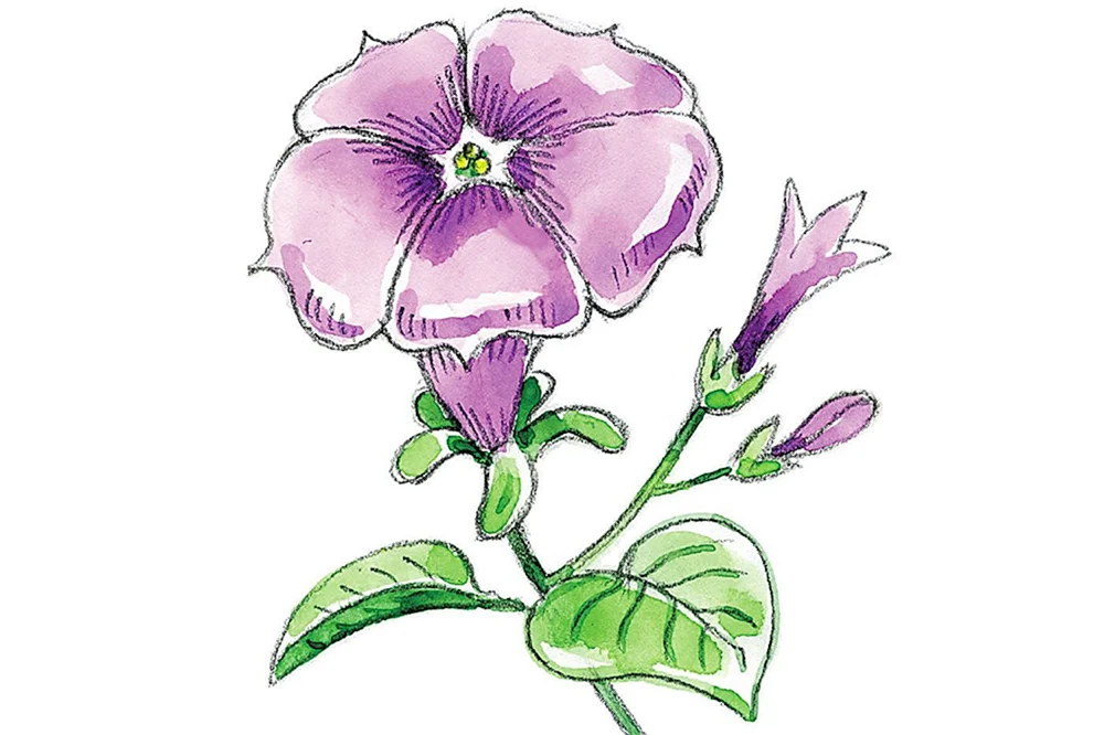 Blumen zeichnen