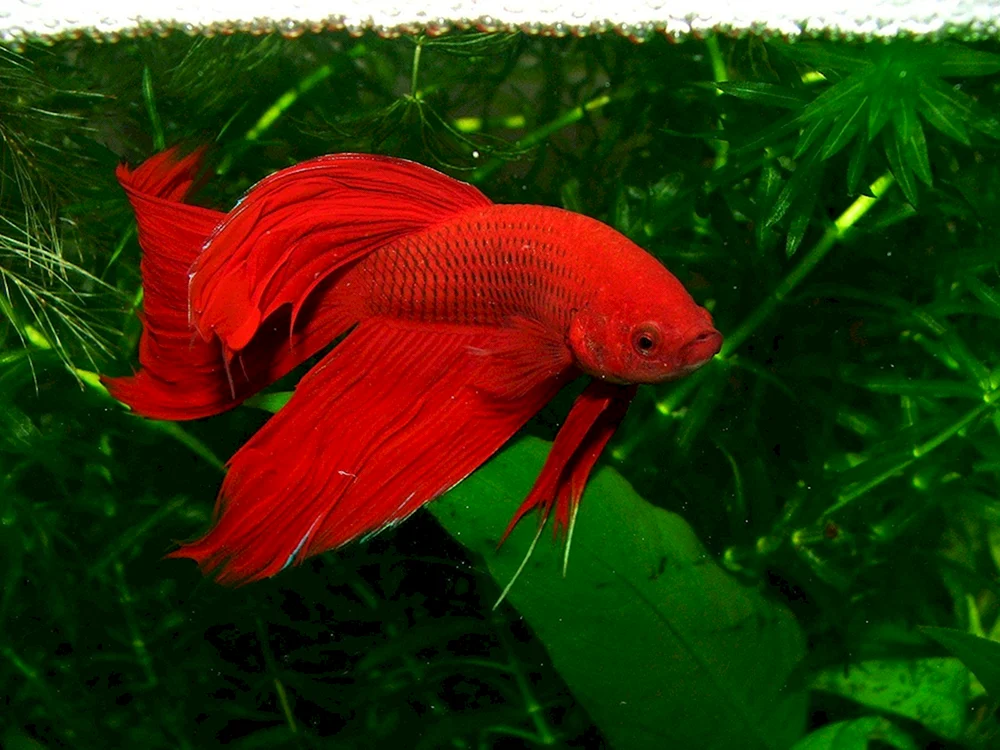 Betta splendens