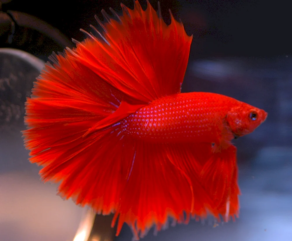 Betta chickadee Splendens