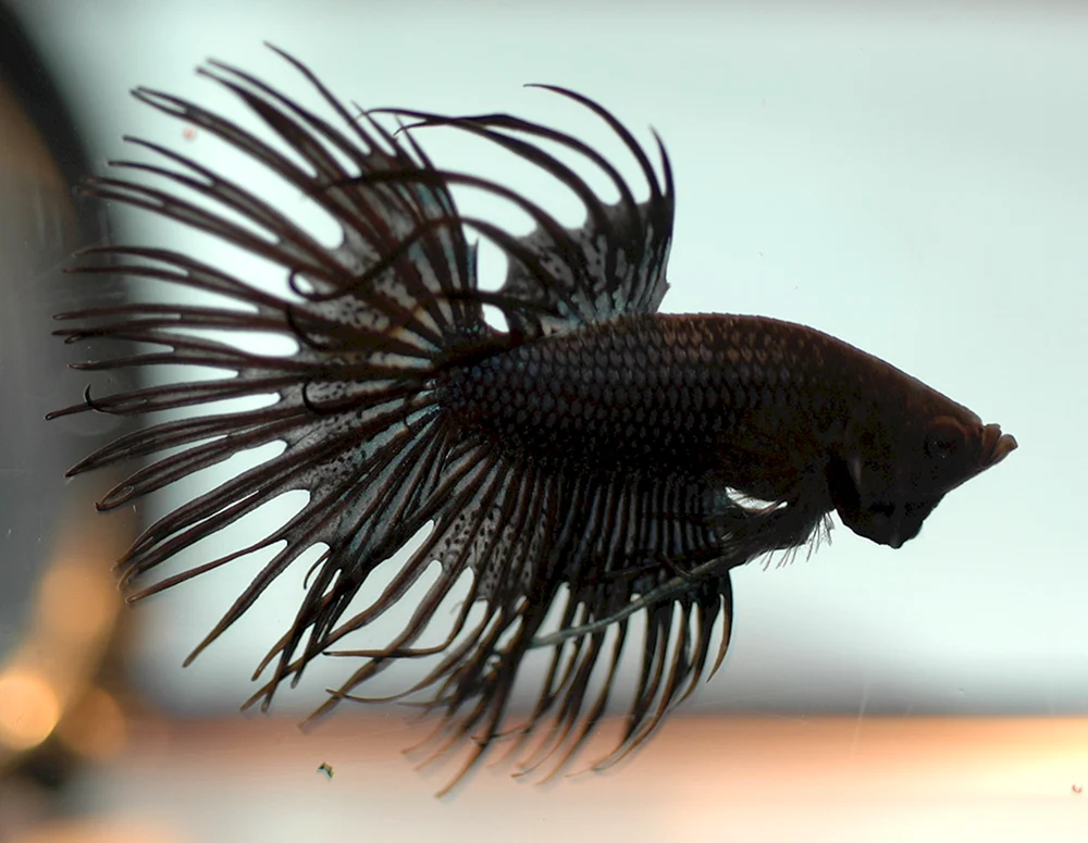 Oranda Schwarzer Fisch