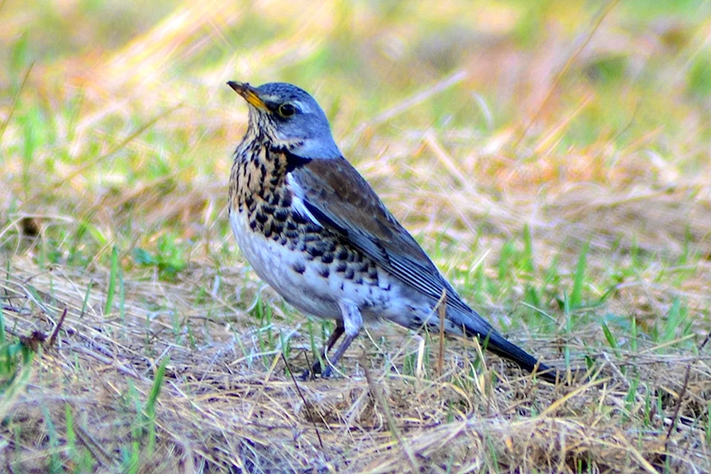 Vögel des Altai-Gebirges