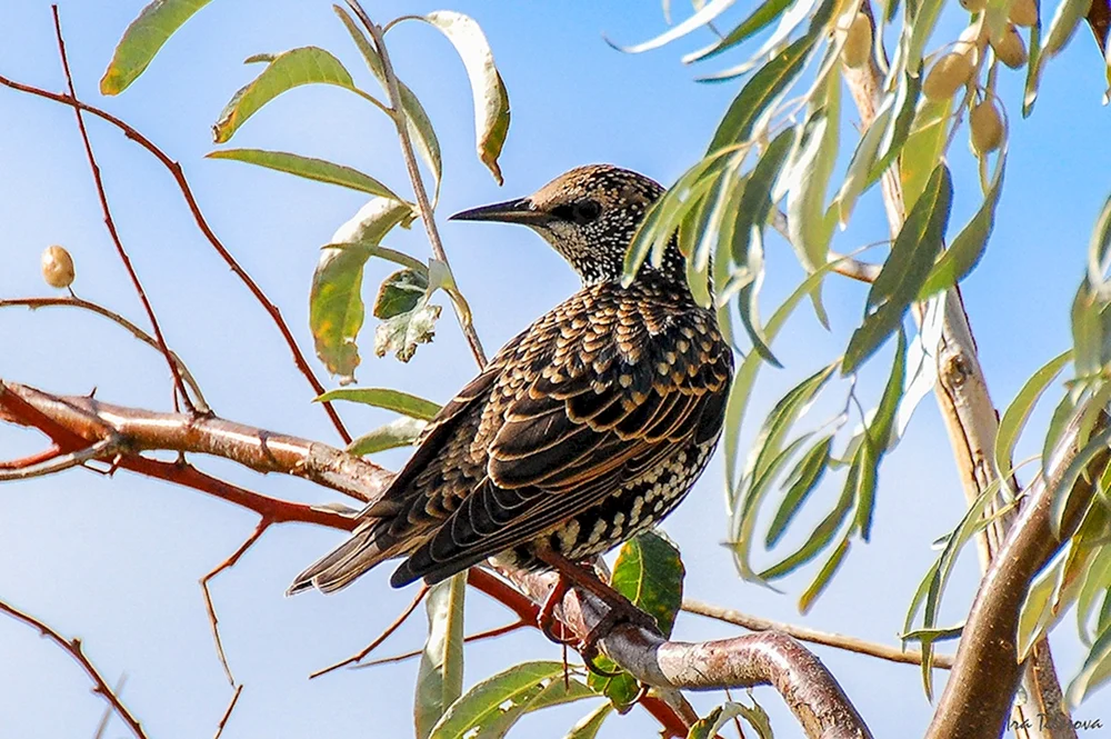 Vögel des Samara-Gebiets