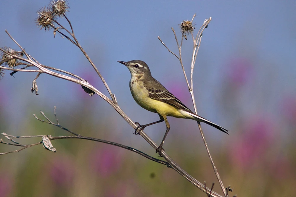 Vögel der Saratow-Region