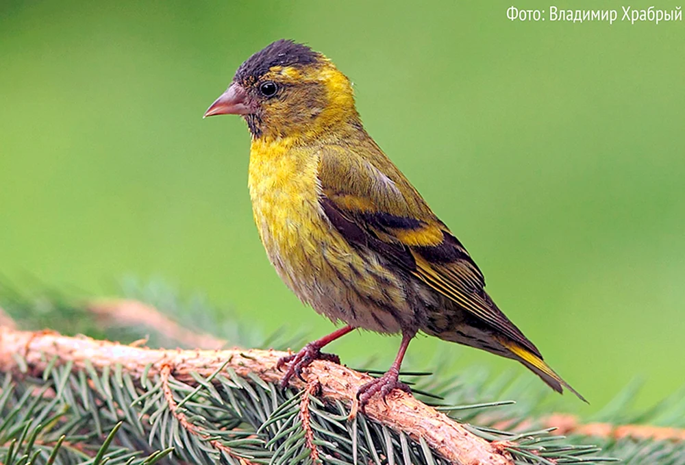Sturmvögel des Leningrader Gebietes